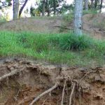 ¿Cómo combatir la erosión del suelo en el jardín?