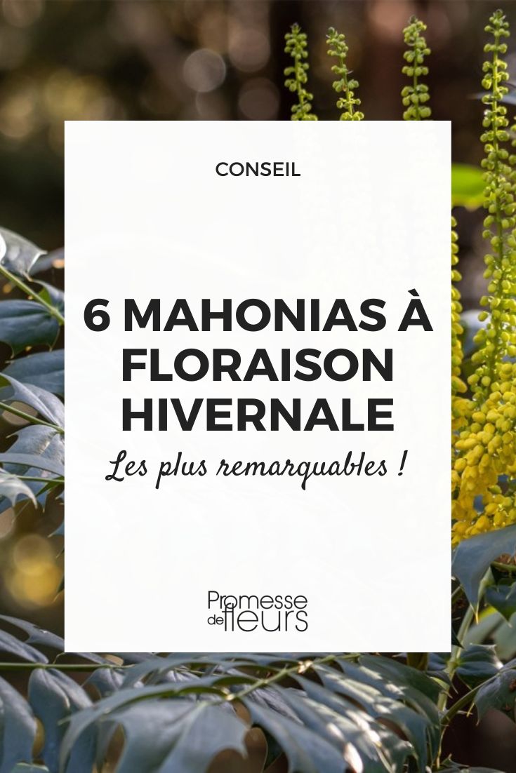 mahonia las más destacadas floraciones invernales