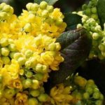 6 Mahonias con floración invernal