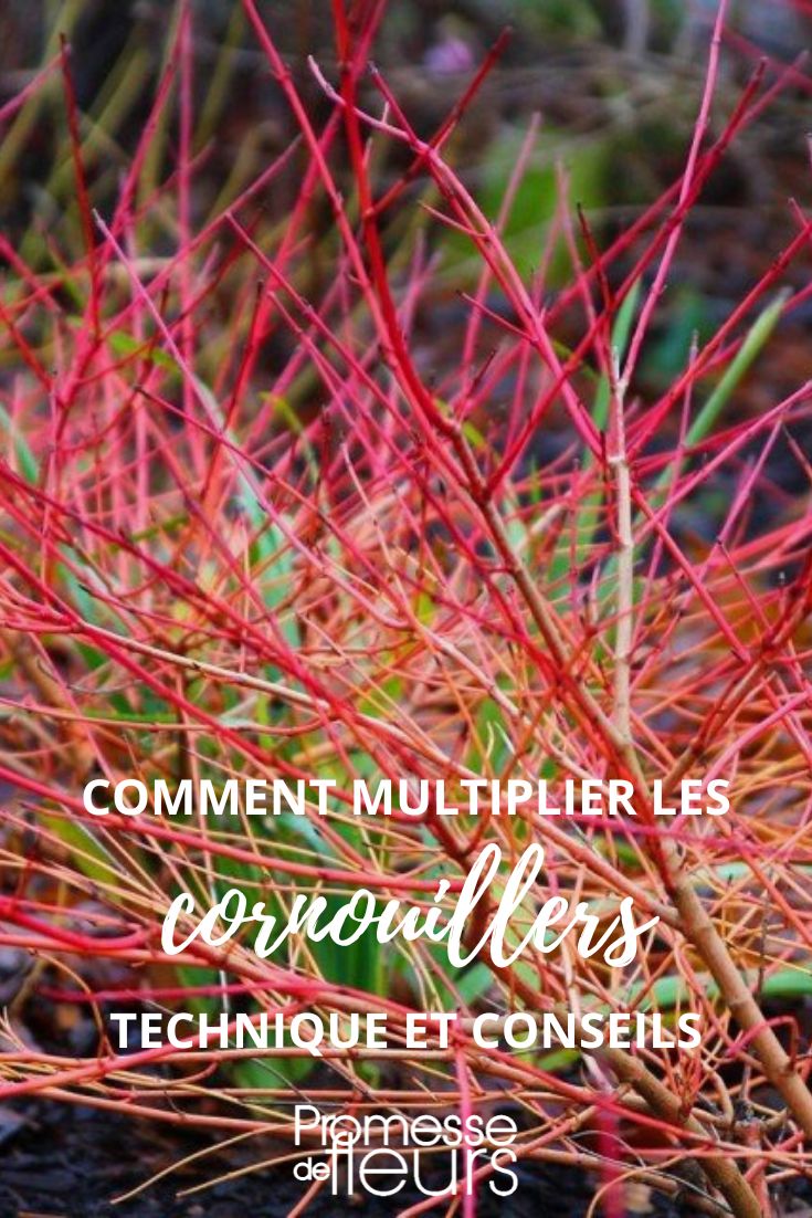 multiplicar los cornejos