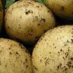 Las mejores patatas tardías