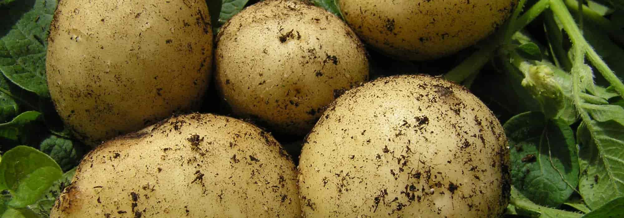 Las mejores patatas tardías