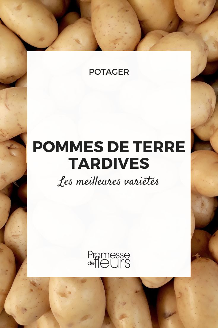 patatas tardías