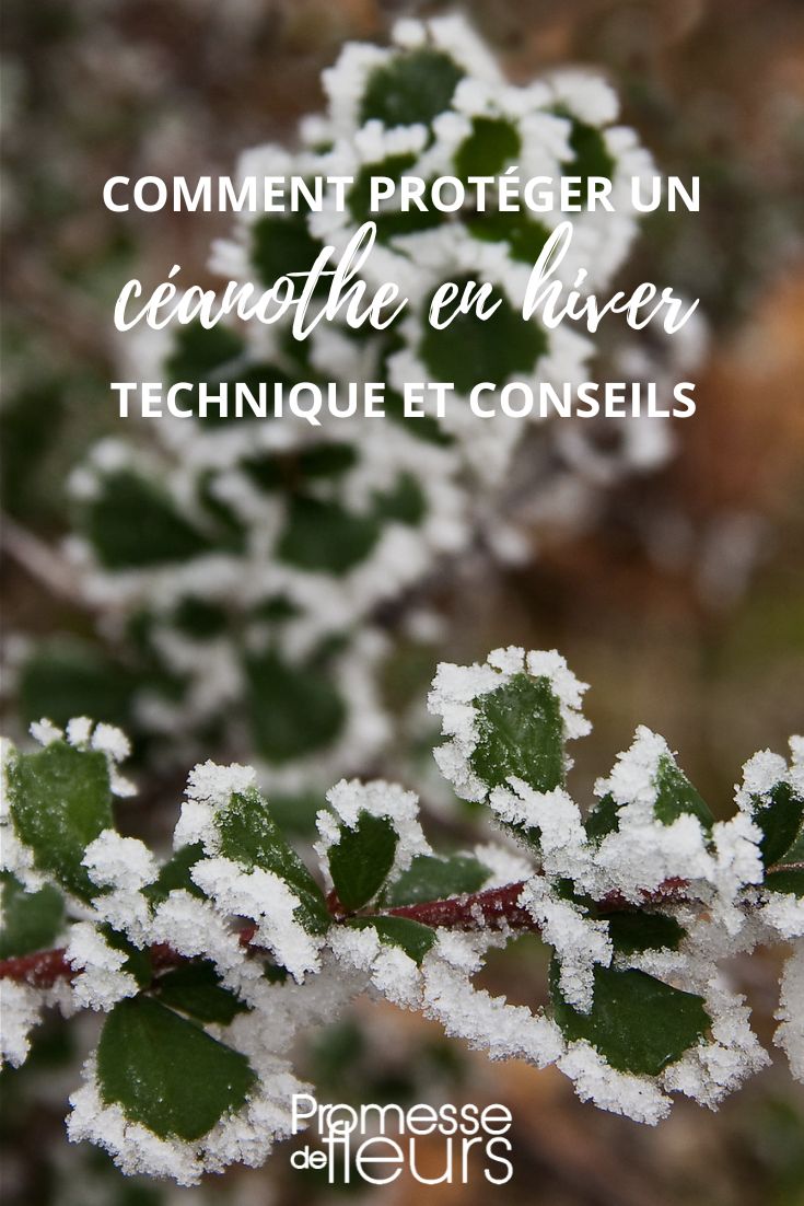proteger un ceanothe en invierno