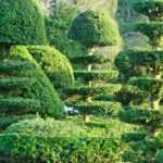 Las plantas que no hay que podar en invierno
