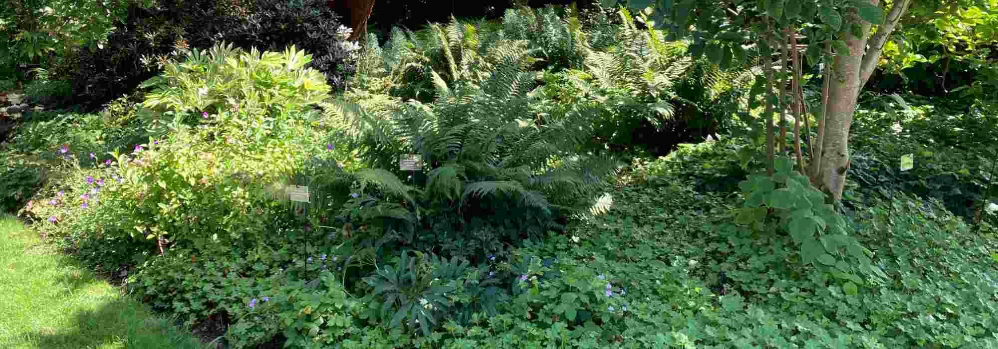 Jardiner a la sombra seca