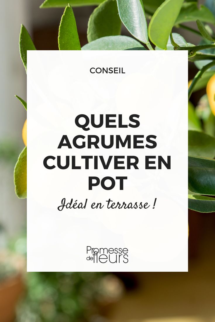 qué cítricos cultivar en maceta en terraza