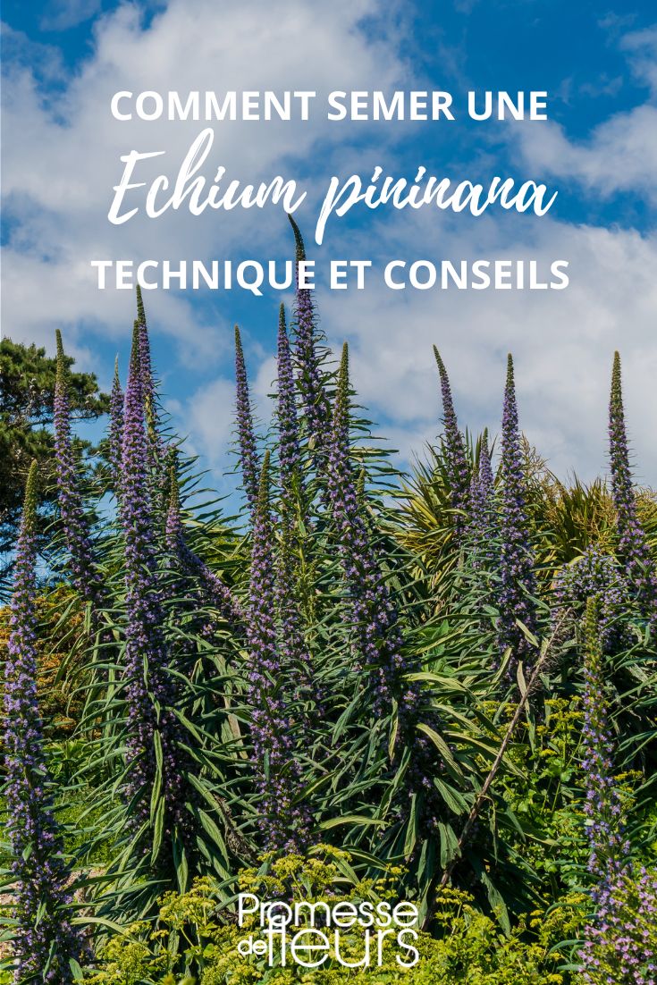 sembrar echium pininana