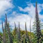 ¿Cómo sembrar la Echium pininana?