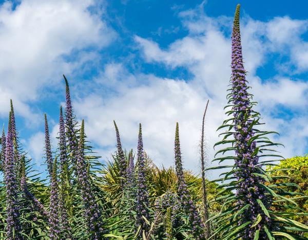 ¿Cómo sembrar la Echium pininana?