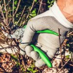 ¿Qué podar en otoño?