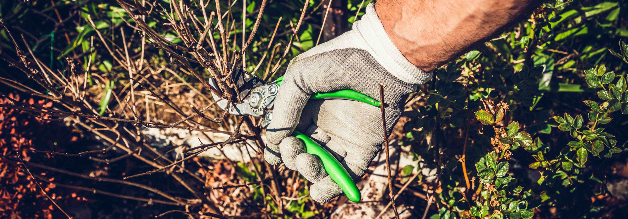 ¿Qué podar en otoño?