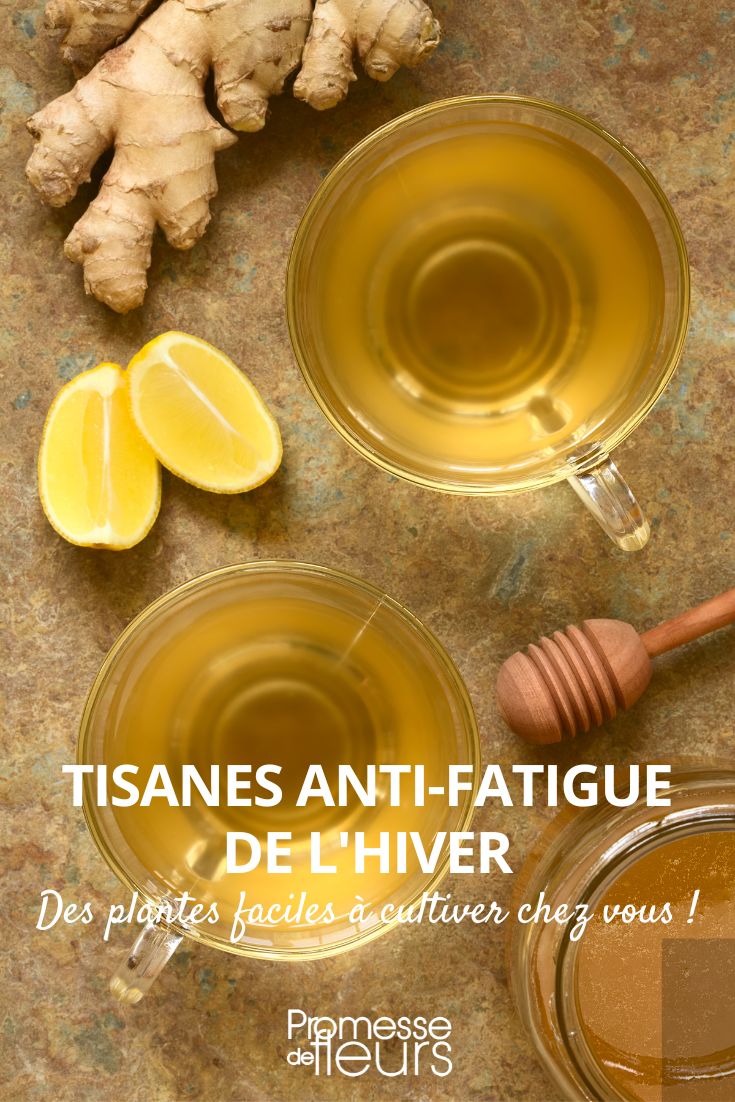 infusión anti-fatiga