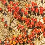 ¿Cuándo y cómo podar la vid virgen?