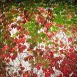 ¿Cómo quitar una hiedra virgen de una fachada?