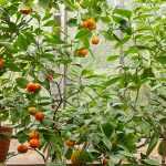 10 plantas a proteger en invierno