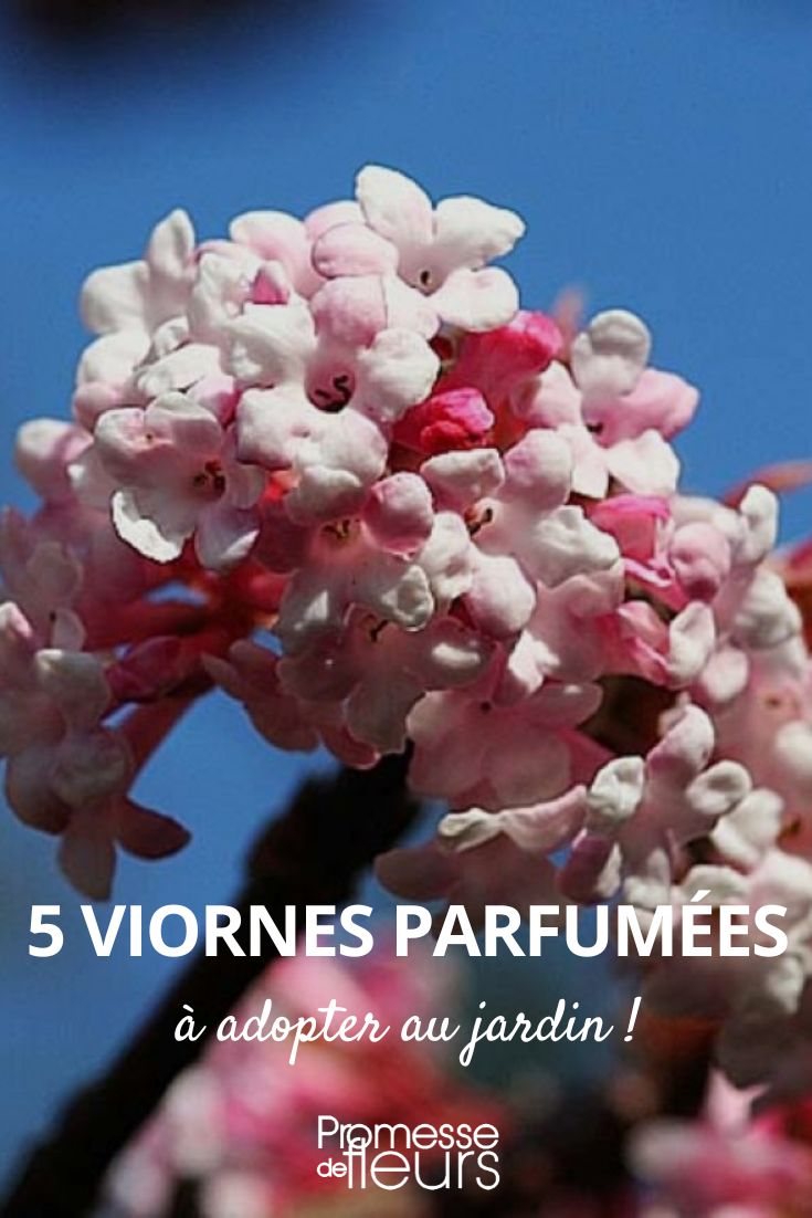 5 viburnos fragantes