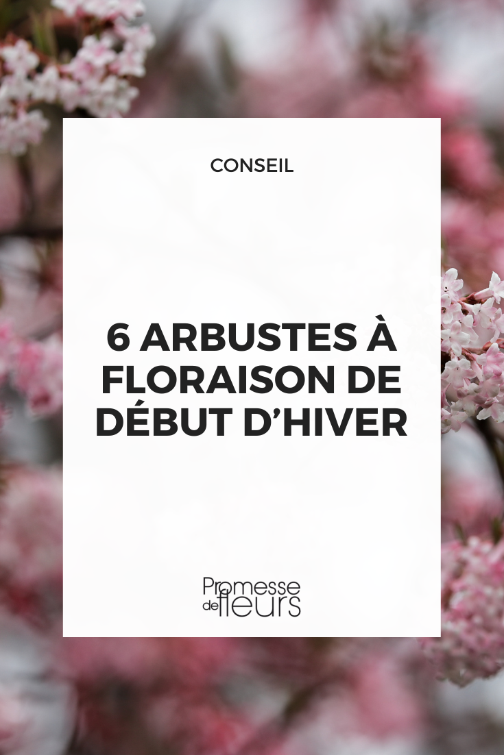 Flores del Viburnum bodnantense 'Daw'