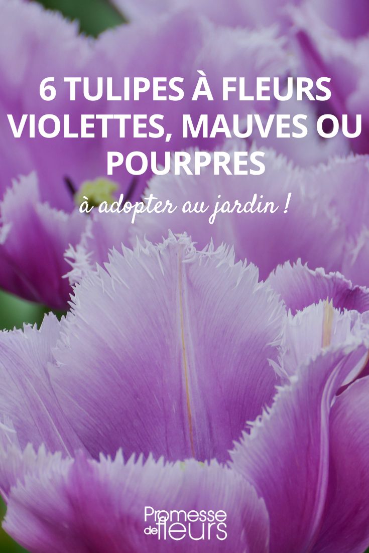 6 tulipanes en tonos violeta, malva y púrpura