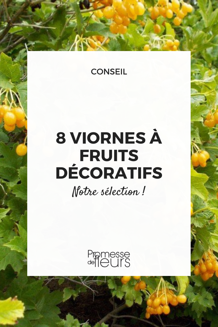 Bayas coloridas de Viburnum opulus 'Xanthocarpum'