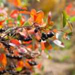 ¿Cómo multiplicar el Aronia?