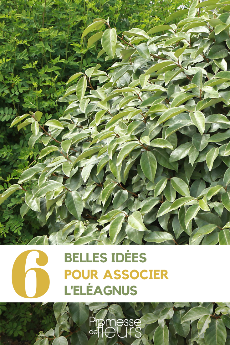 Ideas de asociación con los Eleagnus