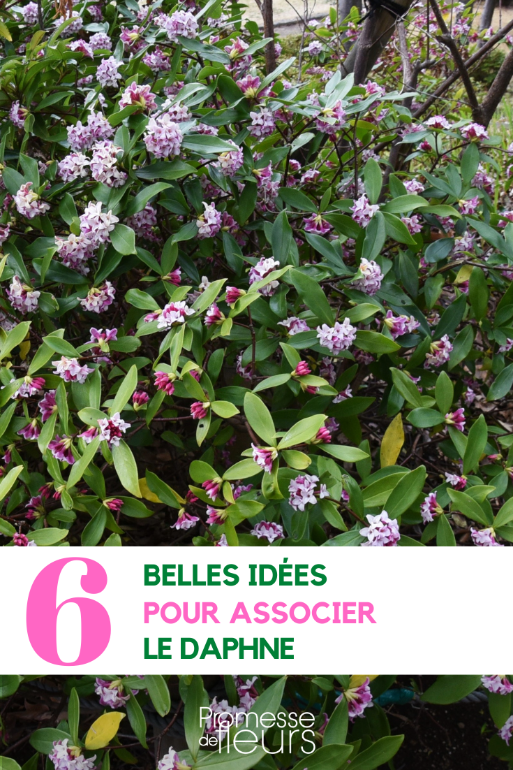 Dafne, Madreselva de los bosques