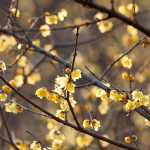 Asociar el Chimonanthus