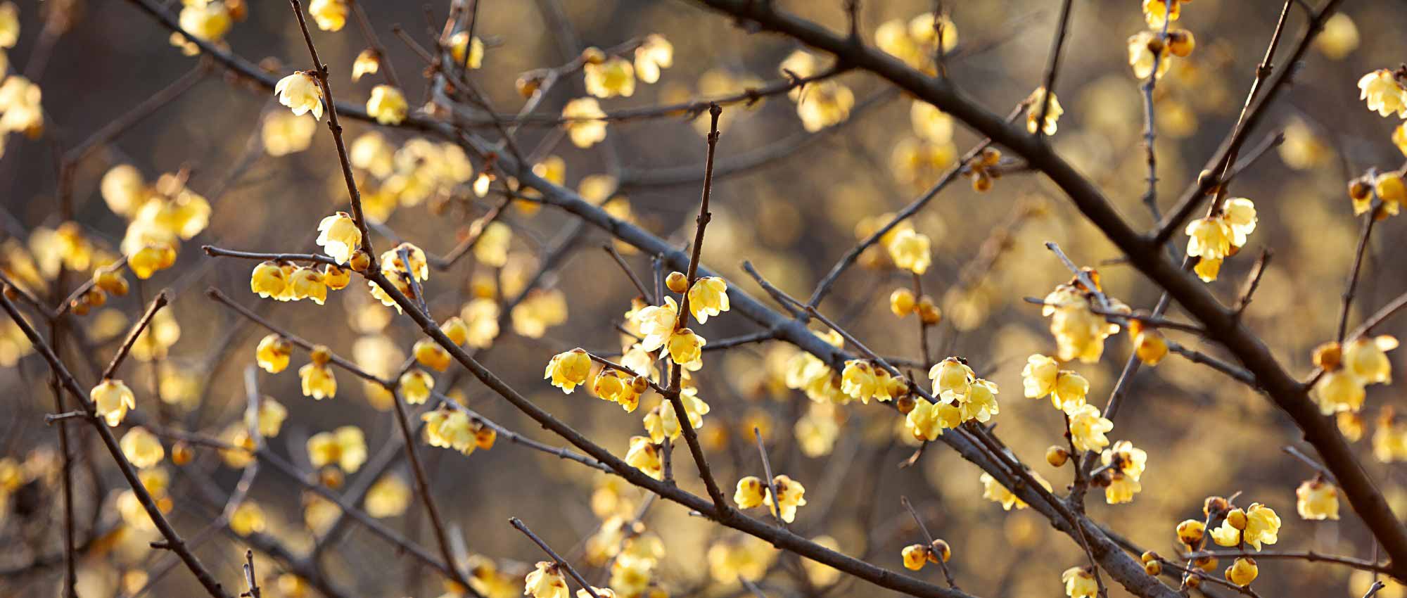Asociar el Chimonanthus