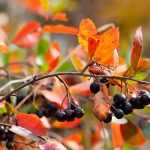 Elegir un Aronia