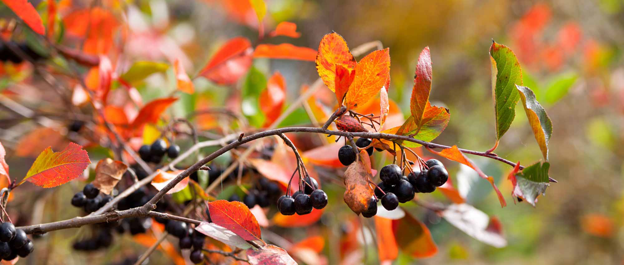 Elegir un Aronia