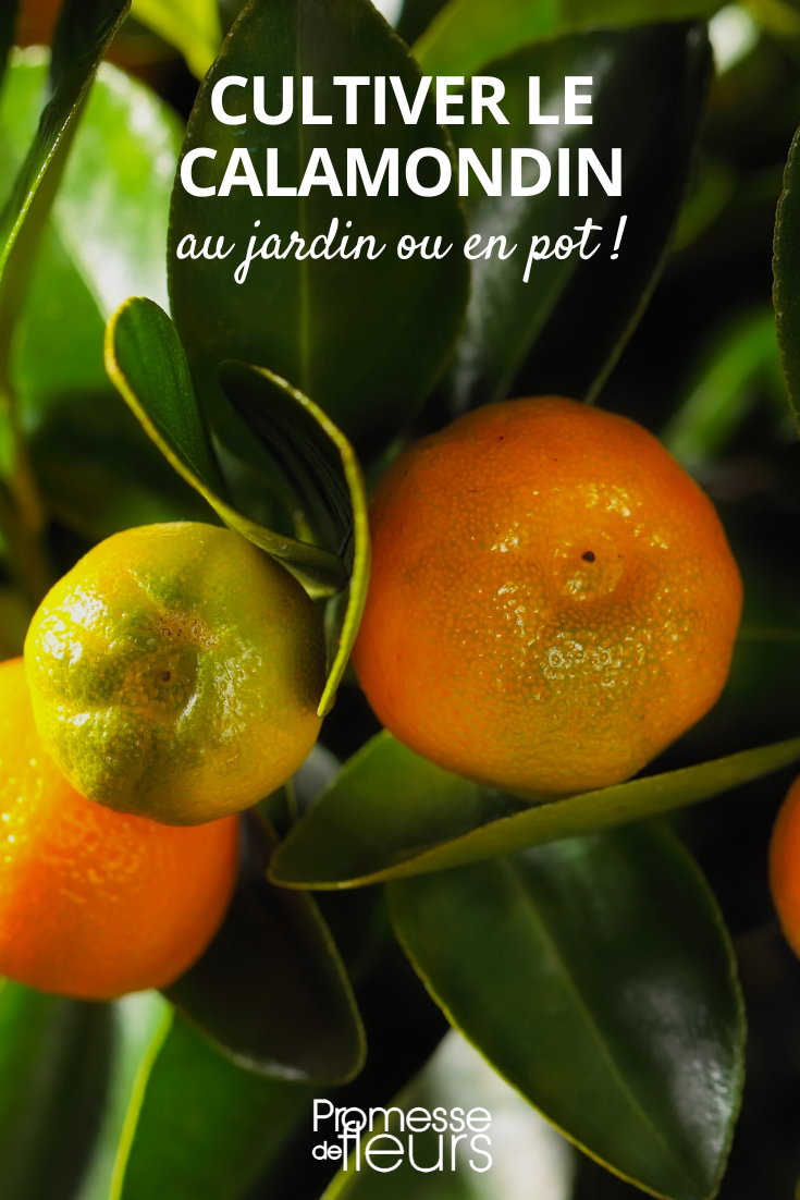 Consejos de cultivo del Calamondín