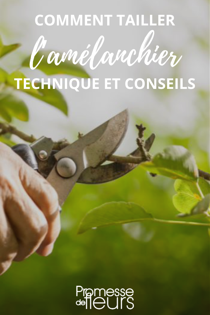 Técnica de poda del Amelanchier
