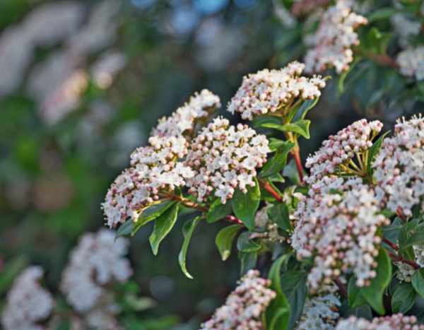 ¿Cómo podar el Durillo?