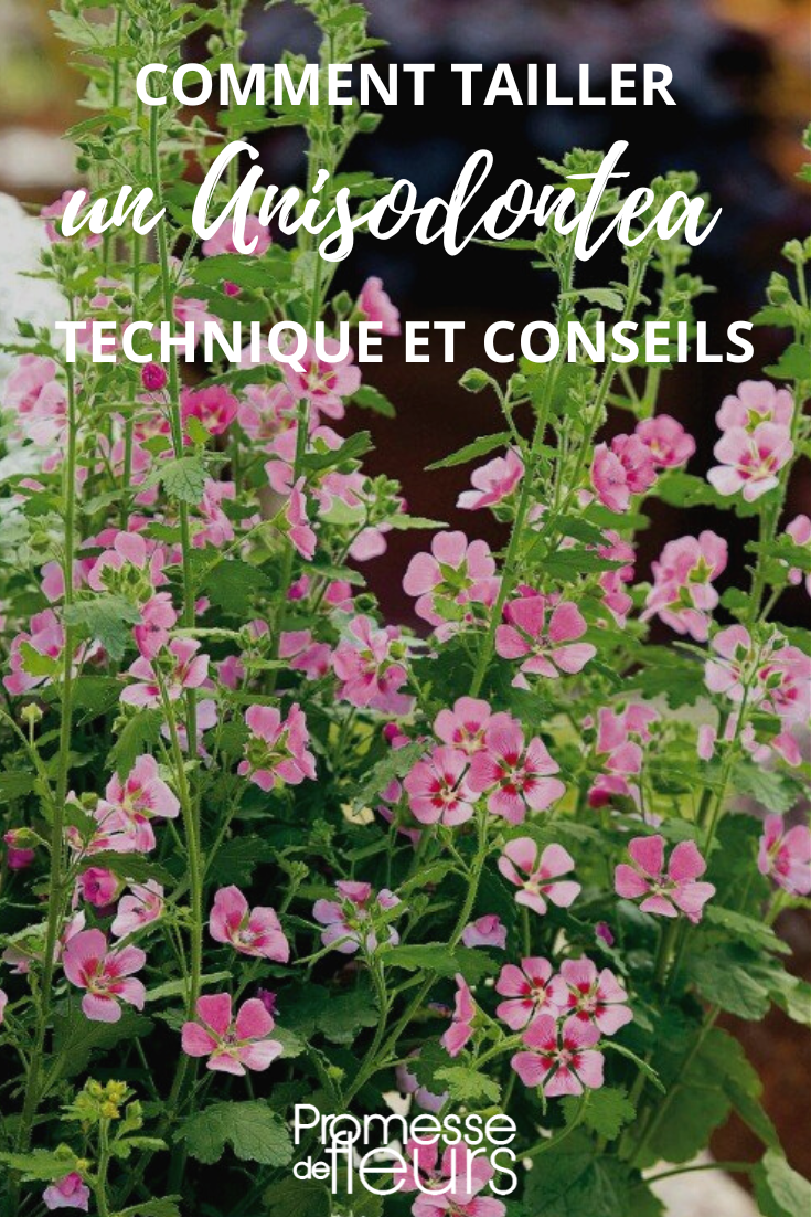 El tamaño de la Anisodontea, Malva del Cabo