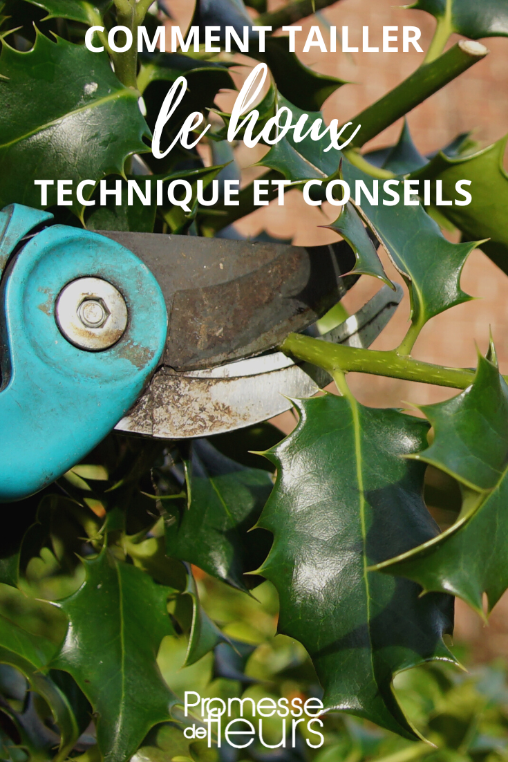 Tamaño del Acebo, técnica y consejos