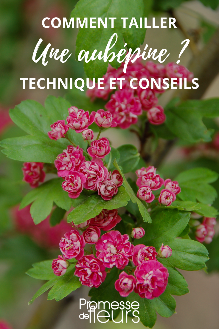 Flores de Crataegus (espino albar)