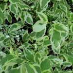 Cornáceos - Cornus: los follajes más hermosos