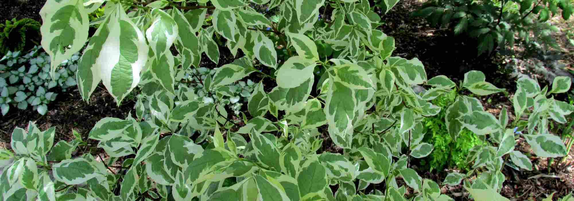 Cornáceos - Cornus: los follajes más hermosos