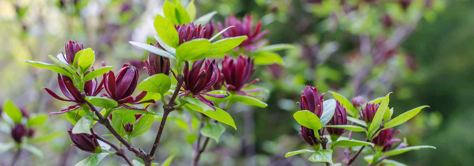 Cultivar un Calycanthus en maceta