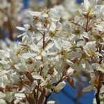 Cultivar un Amelanchier en macetas