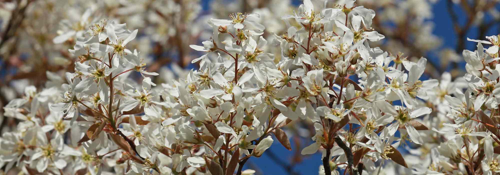 Cultivar un Amelanchier en macetas