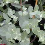 Cultivar un Eucalipto en maceta