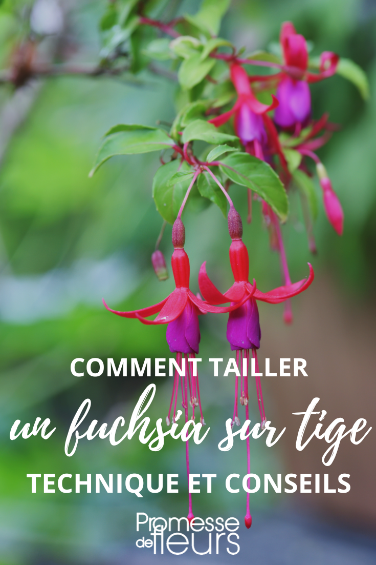 Formar y podar un fucsia en forma de árbol