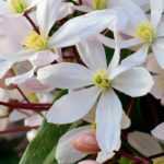9 trepadoras con floración de principios de primavera