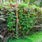 ¿Cómo crear un seto seco?