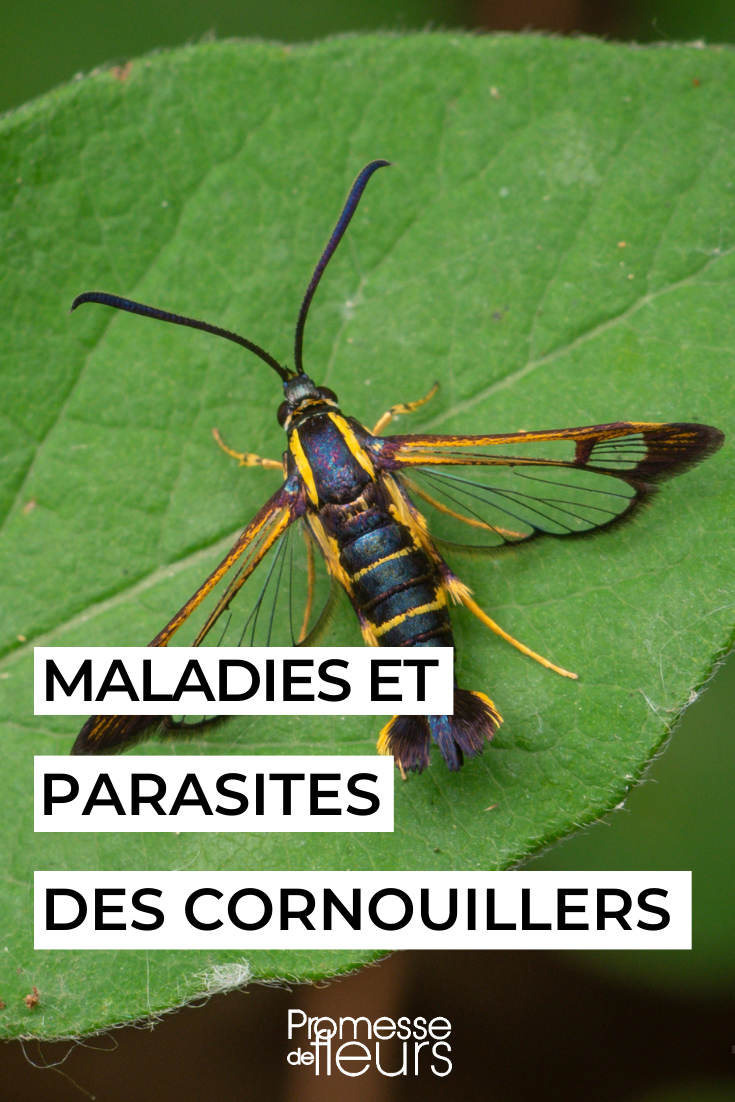 Synanthedon scitula (Thomas Shahan - wikimedia)  

*(Nota: Como se trata de un nombre científico y un crédito fotográfico, se mantiene igual en español. Los nombres científicos de especies no se traducen, solo se adapta la tipografía si es necesario. El crédito del fotógrafo también permanece intacto)*  

Traducción lista para WordPress:  
Synanthedon scitula (Thomas Shahan - wikimedia)