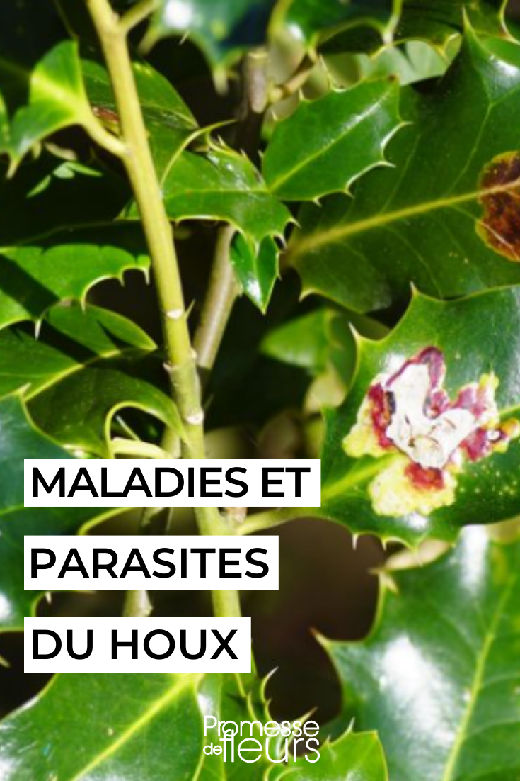 Cómo cuidar el acebo ilex