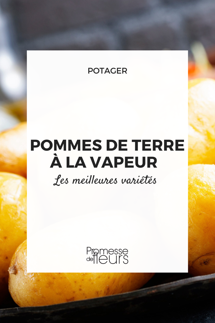 Patatas para cocción al vapor