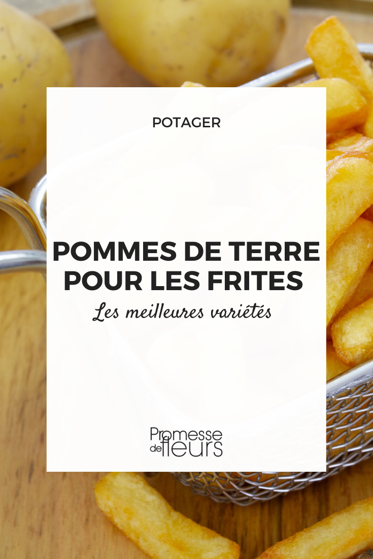 Variedades de patatas para hacer patatas fritas